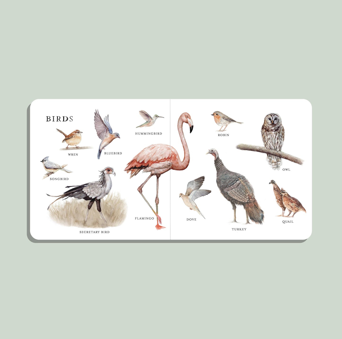 Our Big Book of Animals (Board Book)